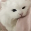 Kitten 16