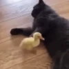 Memes pets 🥰 16