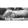 Animasi kucing 27