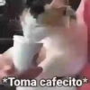 Gatitos con Frases 6
