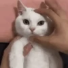 Animados pa enviar 9🤣 12