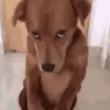 Funny Animals 18