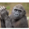 Funny Animals 8