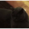 Kokoritos💖🐈 16