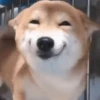 Reações de pets  8