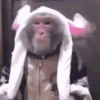 Animais para reagir 18
