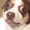 Funny Animals 22