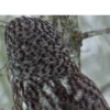 Funny Animals 6