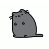 Pusshen cat 12