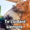 Gatitos con Frases 14