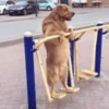 Funny Animated Memes 9