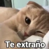 Gatitos con Frases 12