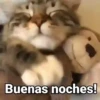Gatitos con Frases 25