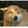 Animated animals 7