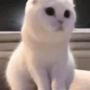 Animais para reagir 8