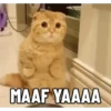 Meme kucing pt. 2 12