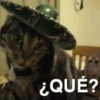 Animais para reagir 15