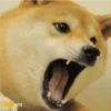 Dogesh 9