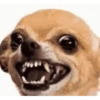 Perros y gatos 8