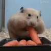 Animais para reagir 28