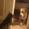 Dog memes 5