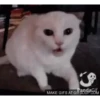 Perros y gatos 6