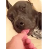 Dog memes 6