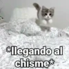 Gatitos con Frases 23