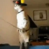 Kokoritos💖🐈 18