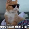 Reações de pets  10