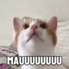 Meme kucing pt. 2 10