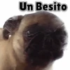 Animales Divertidos🐒🐤🦁 Mov🐽 5