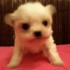 Animais para reagir 6