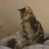 😎 TIK TOK VIRALES 3 😜🔝 5