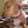 Funny dogs 9