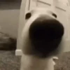 🐶 Perritos Mov. 2 🐾 7
