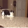 Kokoritos💖🐈 22