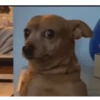 Dog memes 10