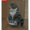 Kokoritos💖🐈 21