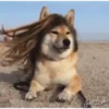 Funny dogs 7