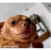Cheddar Animated Pack 7