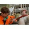 Funny Animals 7