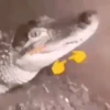 Memes pa’ enviar Animados 7 🔥 9