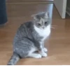 Kokoritos💖🐈 19