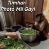 Funny Animals 5