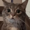 Animais para reagir 13