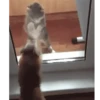 Perros y gatos 5