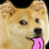Dogesh 13