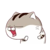 All cat for u 6