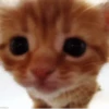 Kokoritos💖🐈 8